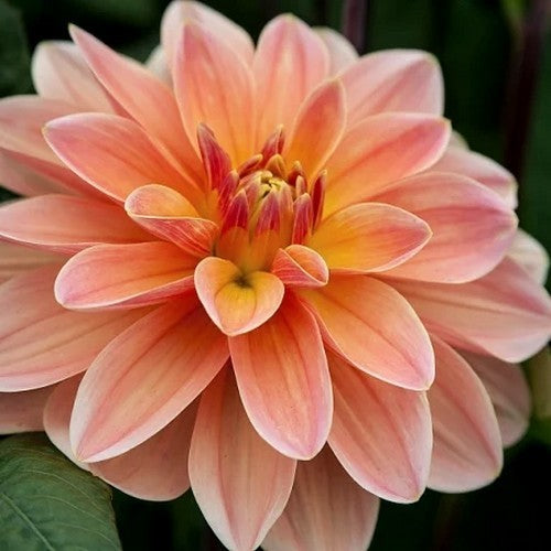 Dahlia 'Severin'S Triumph' / 'Mister Frans''