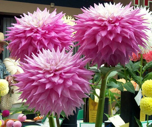 Dahlia 'Sir Alf Ramsey'