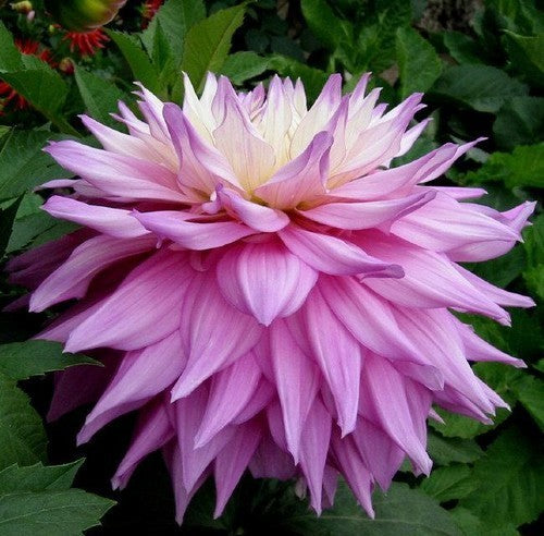 Dahlia 'Sir Alf Ramsey'