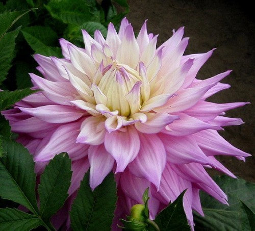 Dahlia 'Sir Alf Ramsey'