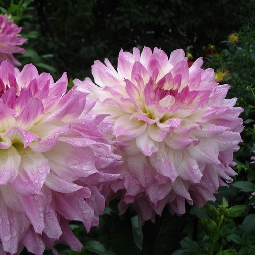 Dahlia 'Sir Alf Ramsey'