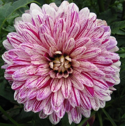 Dahlia 'Smokey'