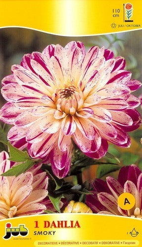 Dahlia 'Smokey'