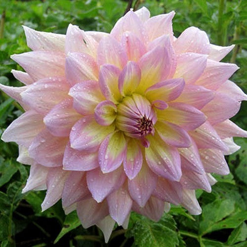 Dahlia 'Strawberry Ice'