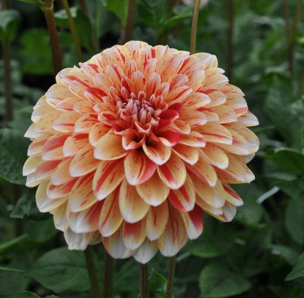 Dahlia 'Striped Nagano'