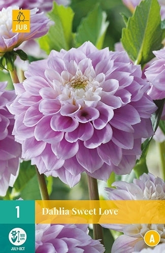 Dahlia 'Sweet Love'