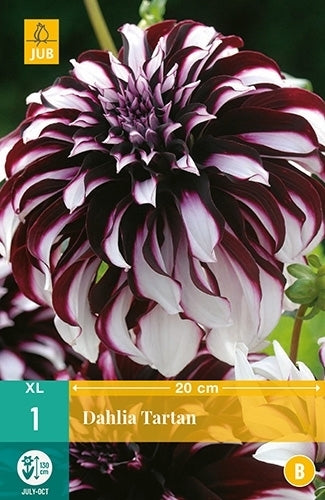 Dahlia 'Tartan'