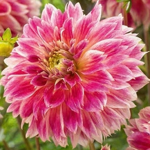 Dahlia 'Temple of Beauty'