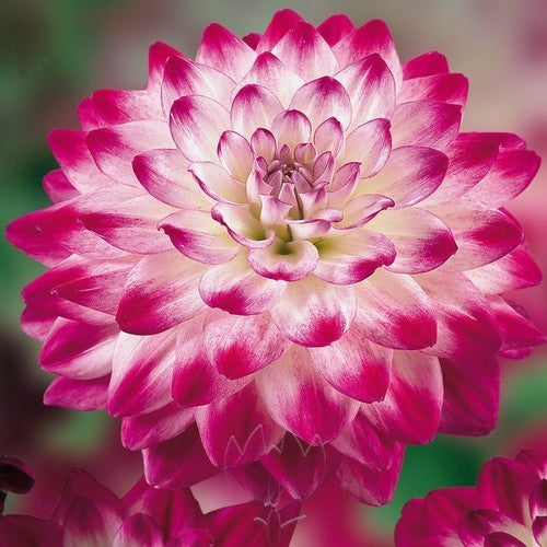 Dahlia 'Uncle Hankey'