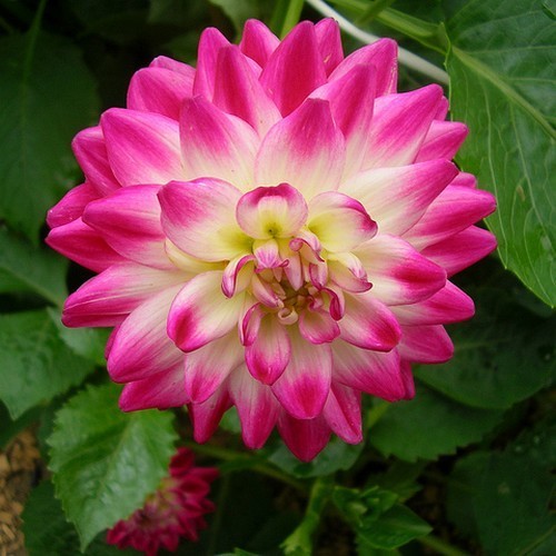 Dahlia 'Uncle Hankey'