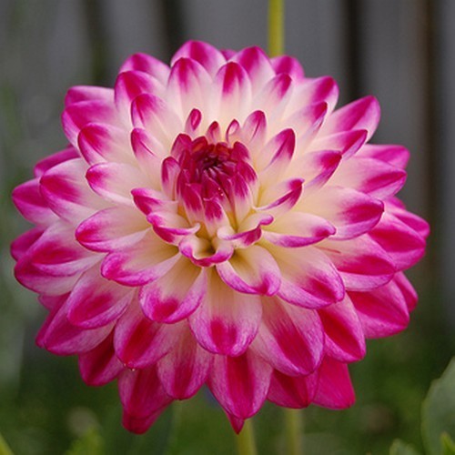 Dahlia 'Uncle Hankey'