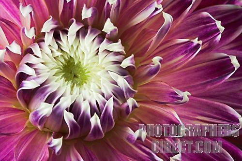 Dahlia 'Vancouver'