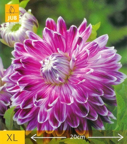 Dahlia 'Vancouver'