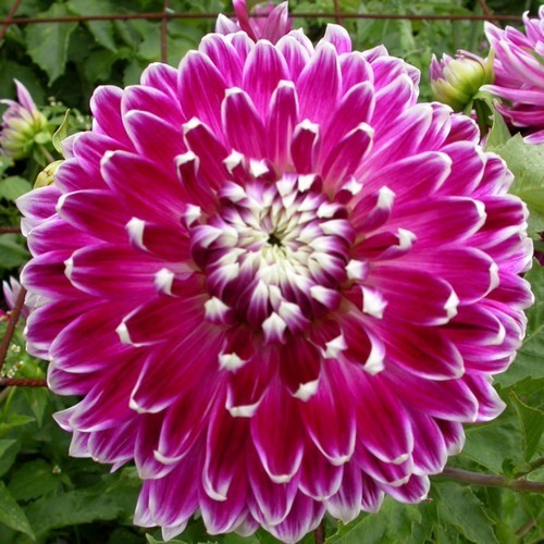 Dahlia 'Vancouver'