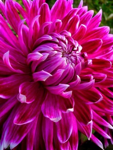 Dahlia 'Vancouver'