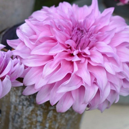 Dahlia 'Vassio Meggos'