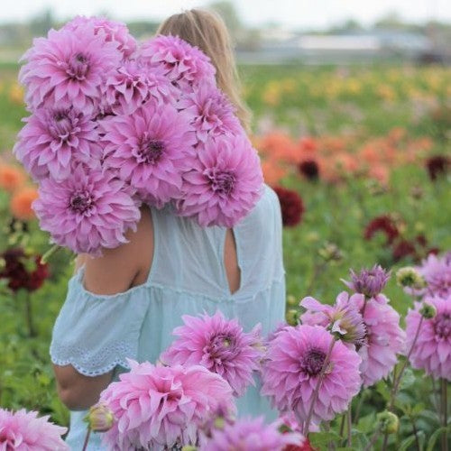 Dahlia 'Vassio Meggos'