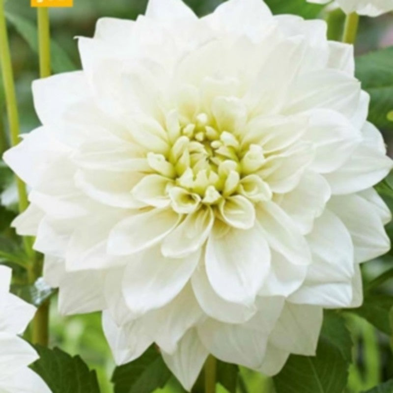 Dahlia 'White Perfection'