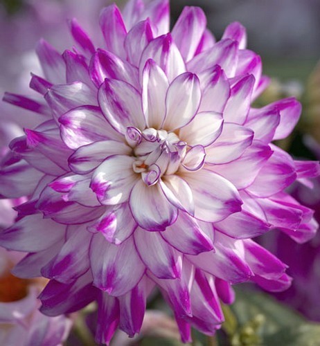 Dahlia 'Who Dun It'