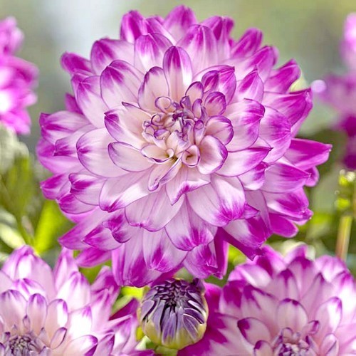 Dahlia 'Who Dun It'