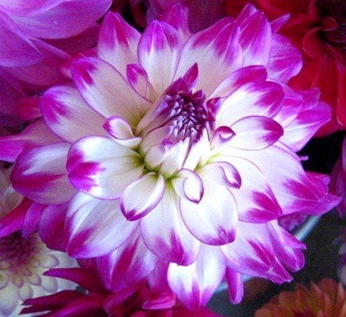 Dahlia 'Who Dun It'