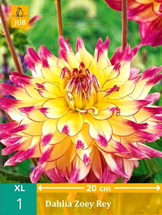Dahlia 'Zoey Rey' / 'Sights of Summer'