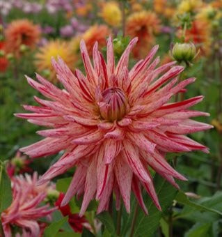 Dahlia 'Alain Mimoun'