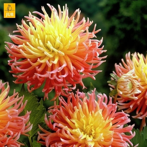 Dahlia 'Alfred Grille'