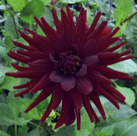 Dahlia 'Chat Noir'