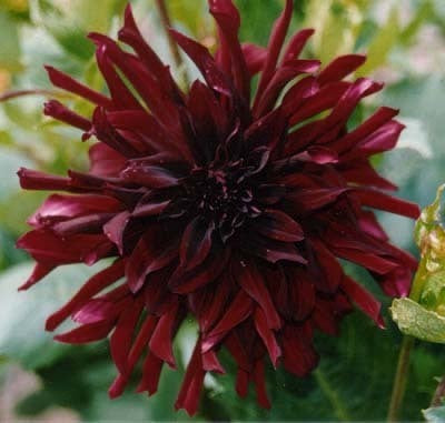 Dahlia 'Chat Noir'