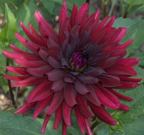 Dahlia 'Chat Noir'