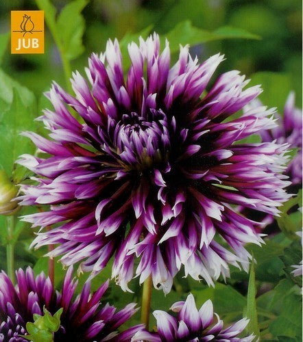 Dahlia 'Clair Obscur' / 'Alauna Clair Obscur'