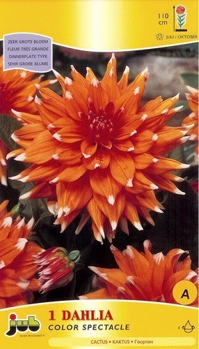 Dahlia 'Color Spectacle'