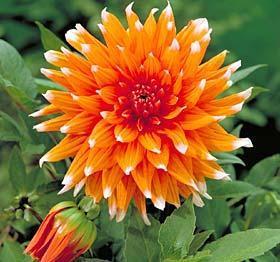 Dahlia 'Color Spectacle'