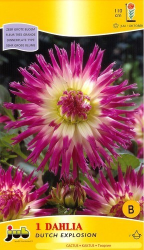 Dahlia 'Dutch Explosion'