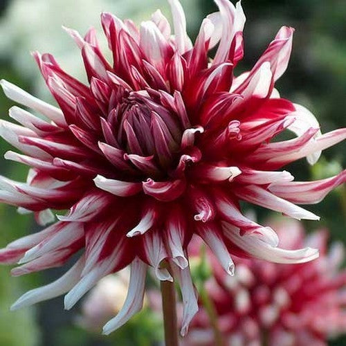 Dahlia 'Friquolet'