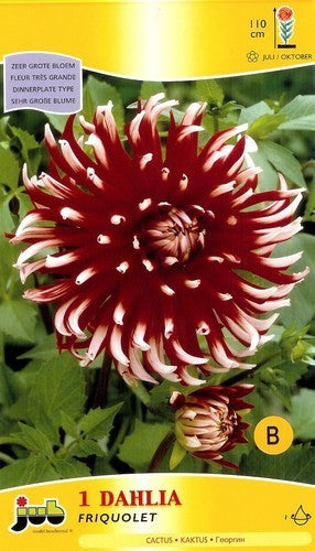 Dahlia 'Friquolet'