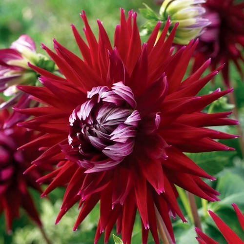 Dahlia 'Gerry Scott'