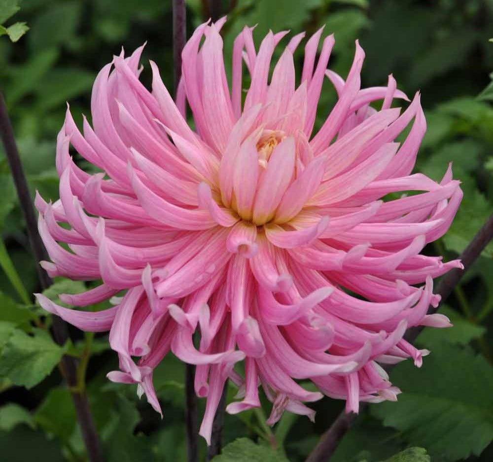 Dahlia 'Hollyhill Cotton Candy'