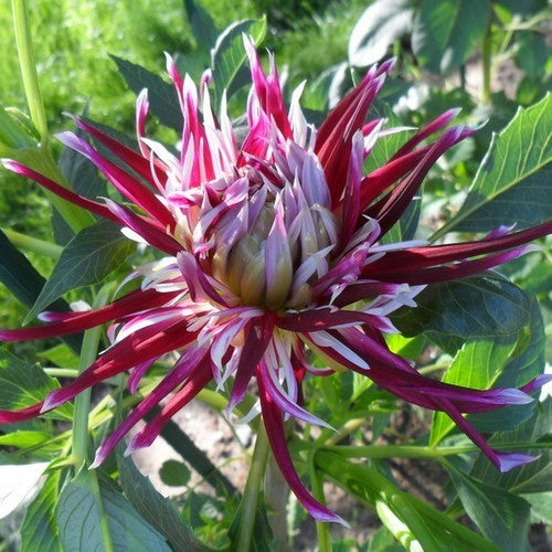 Dahlia 'Hollyhill Spiderwoman'