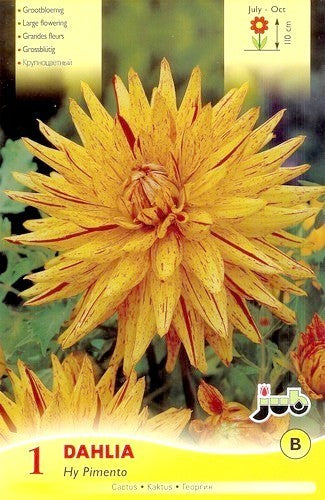Dahlia 'Hy Pimento'
