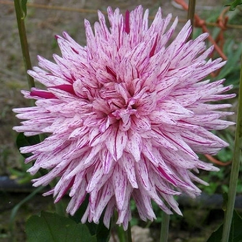 Dahlia 'Hy Trio'