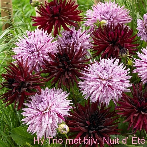 Dahlia 'Hy Trio'