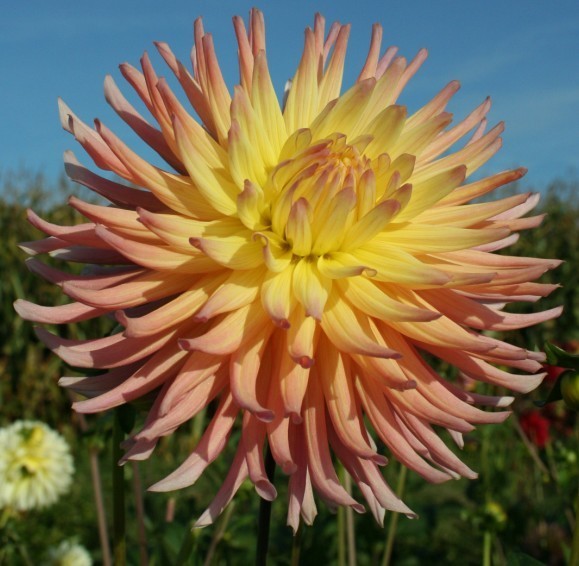 Dahlia 'Karma Yellow Corona'
