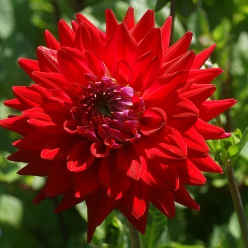 Dahlia 'Karma Red Corona'