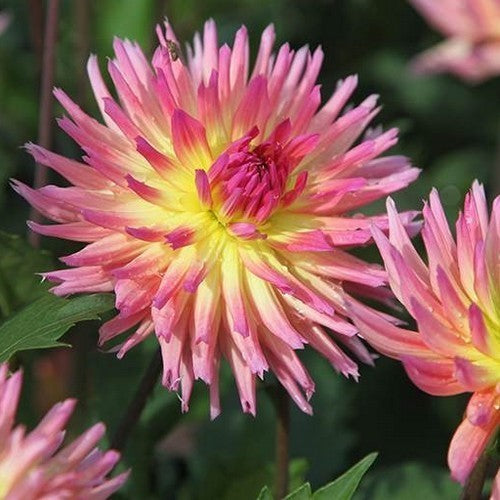 Dahlia 'Karma Sangria'