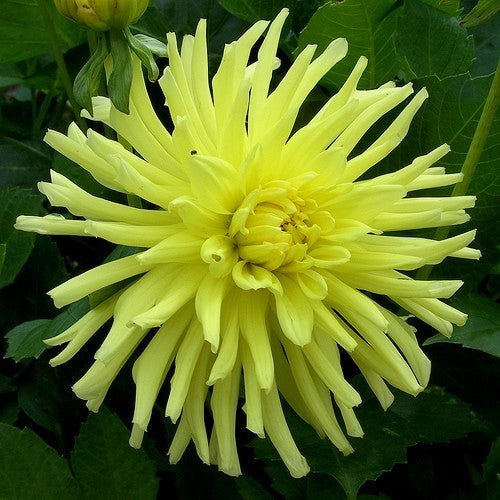 Dahlia 'Kennemerland'