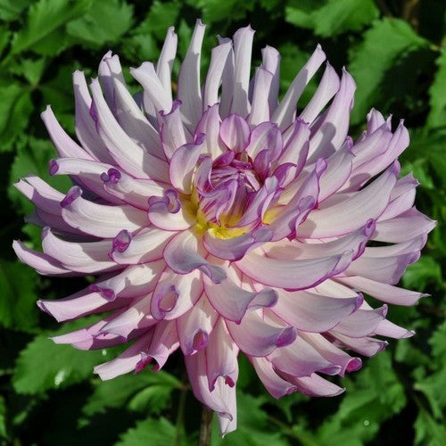 Dahlia 'Leila Savanna Rose'
