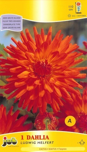 Dahlia 'Ludwig Helfert'
