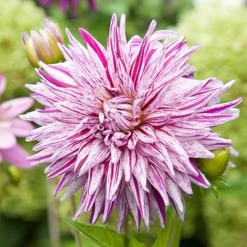 Dahlia 'Mick's Peppermint'